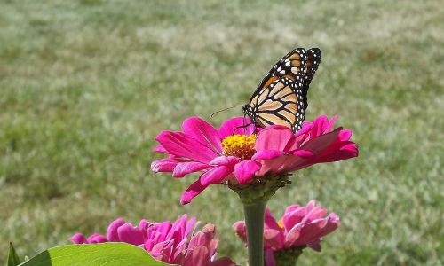 flower zinnia monarch butterfly