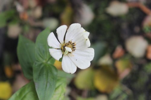 flower nature summer