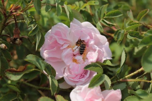 flower bee bees