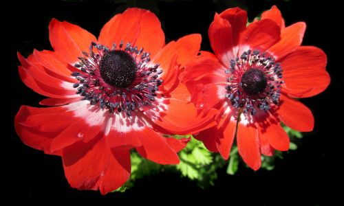 flower anemone red