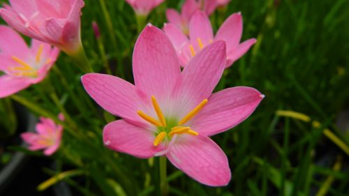 flower blossom plant