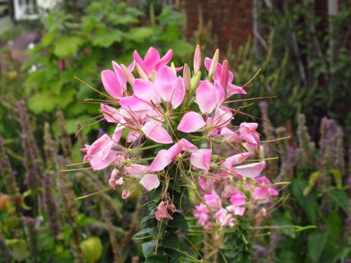 flower bloom drunk butterfly flower