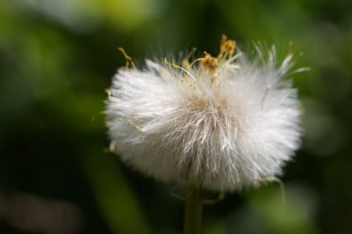 flower nature yellow