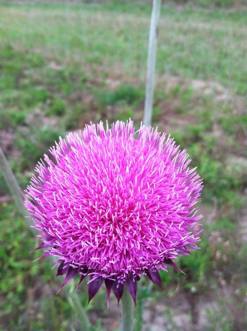 flower purple purple flower