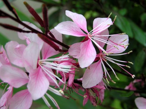 flower pink summer