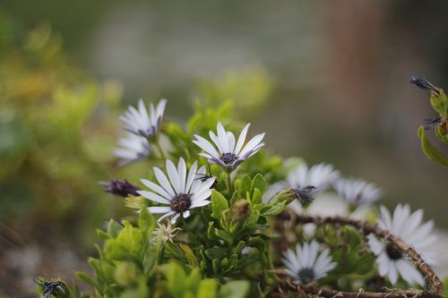 flower green plant