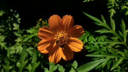 flower flower laranjada orange