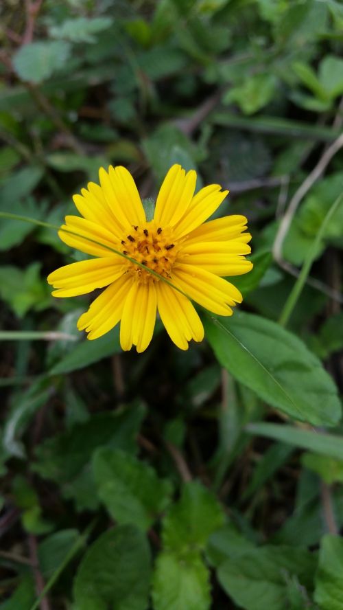 flower yellow brown