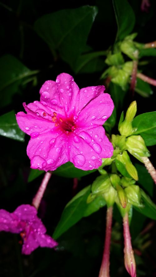 flower nectar pink