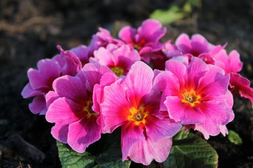 flower clematis pink