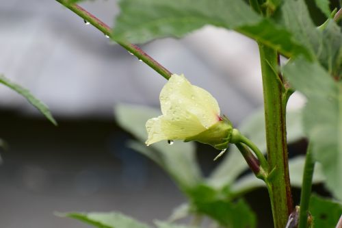 flower nature dewdrop