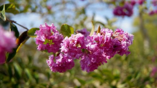 flower plants beautiful flower