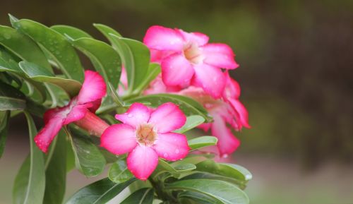 flower pink nature