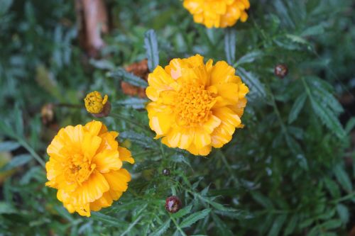 flower yellow yellow flowers