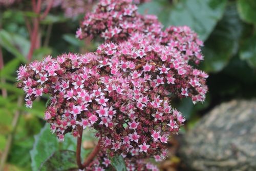 flower pink pink flowers