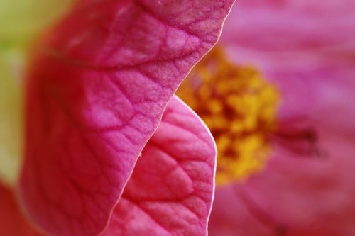 flower hibiscus pink