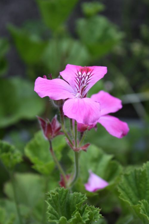 flower geranium pink flowers