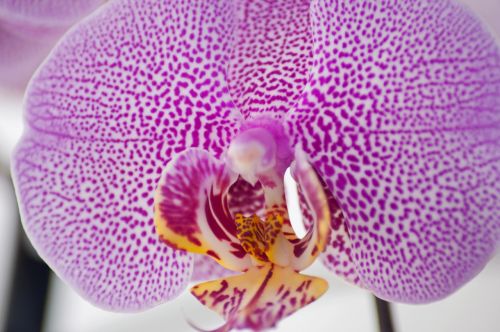 flower orchid purple