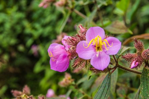 flower nature purple flowers