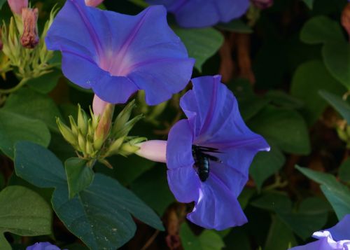 flower bee insect