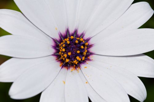 flower close up macro