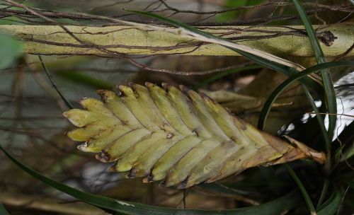 flower leaf leaves