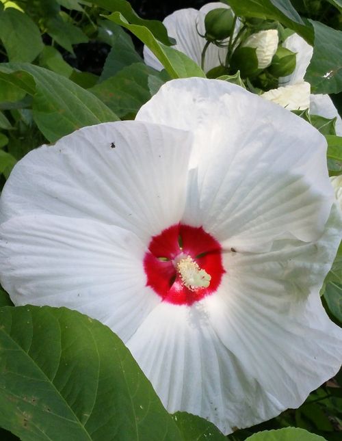 flower white nature