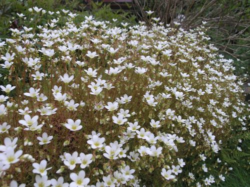 flower norway nature