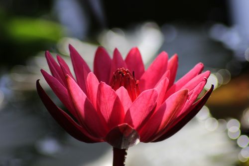 flower water lily relaxation