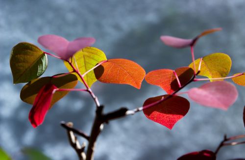 flower leaves potted plant