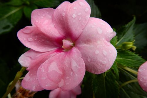 flower rain drops plant