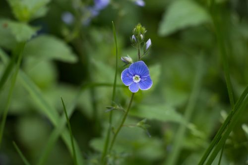 flower blue nature