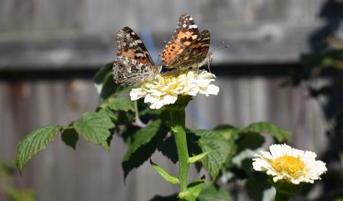 flower butterfly painted lady butterfly