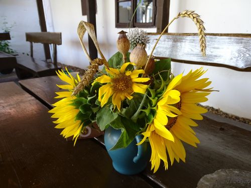 flower sunflower economic plant