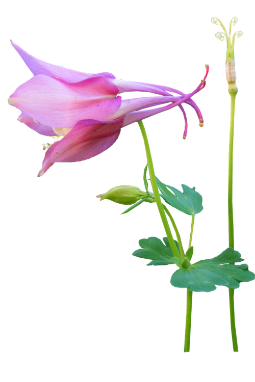 flower pink stem