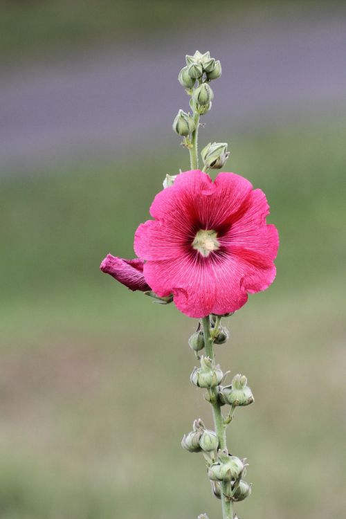 flower pink summer flowers