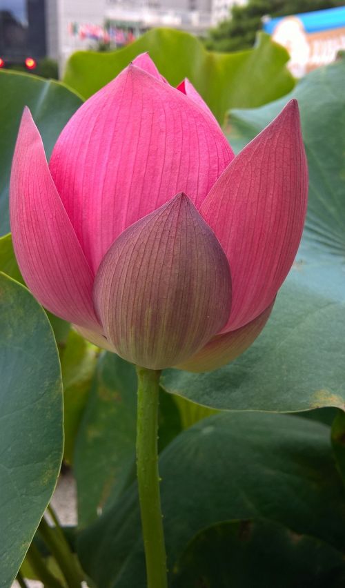 flower lotus plant