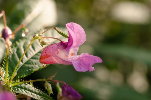 flower violet nature