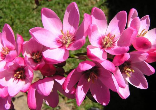 flower pink pollen