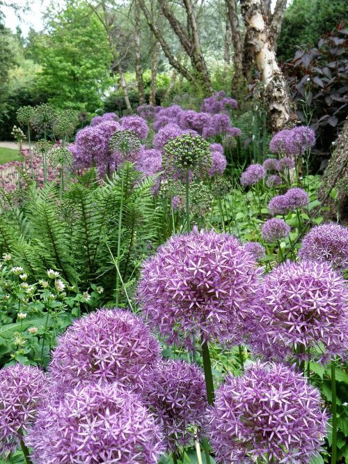 flower bloom garden