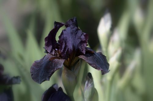 flower bloom iris