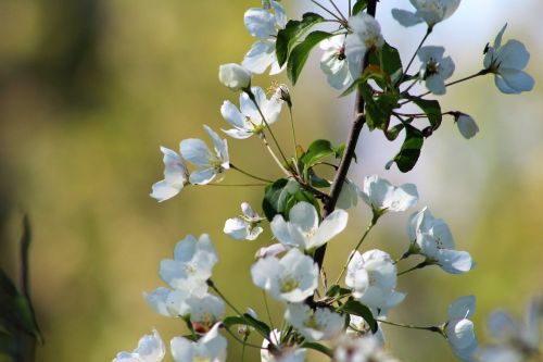 flower bloom blue