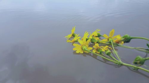 flower water art