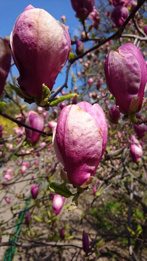 flower magnolia nature