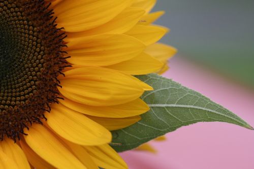 flower sunflower leaf