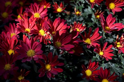 flower red flowers plant