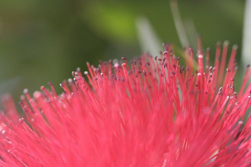 flower pink summer