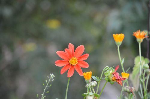 flower nature garden