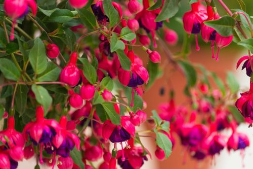 flower fuchsia plant