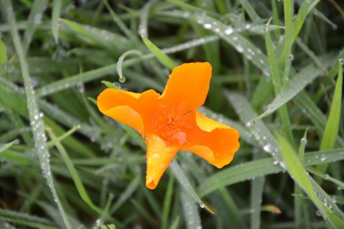 flower orange blossom green grass wet